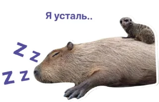 😴