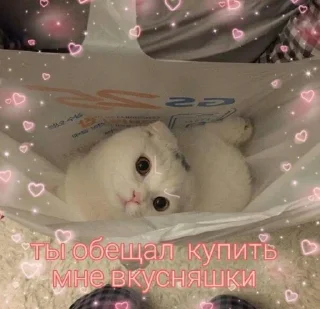 😾
