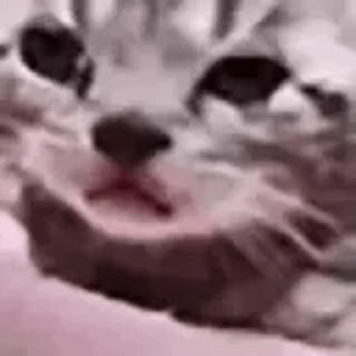 🐱