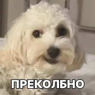 👍