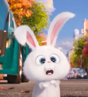 🐰