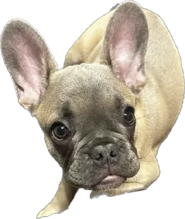 🥺