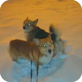 🐶