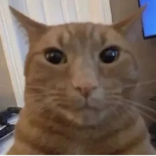 🫨