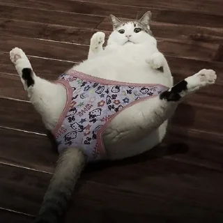 🐈‍⬛