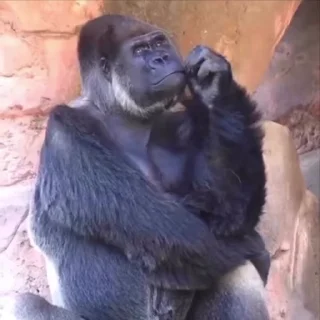 🌟