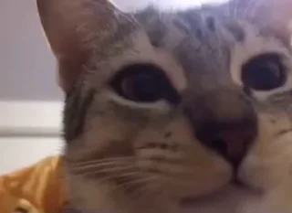 🐱
