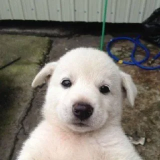 🐶