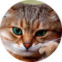 🐱