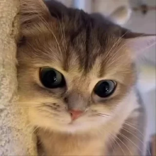 😍