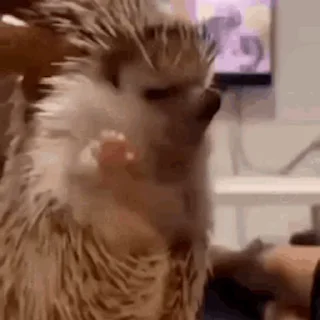 🦔
