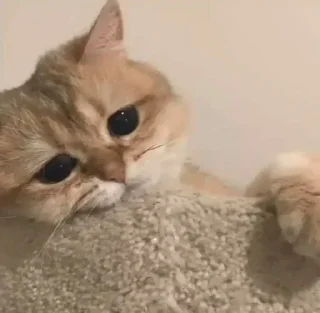 🐶