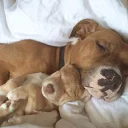 🐶