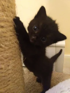 💃