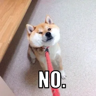 🐶