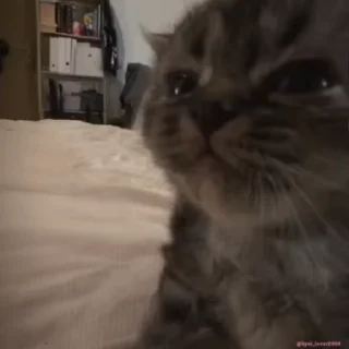 🥺