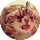 🐱