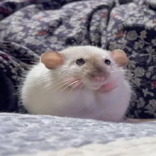 🐹
