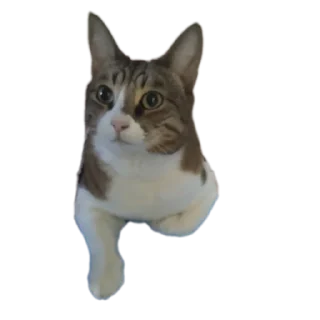 🐱