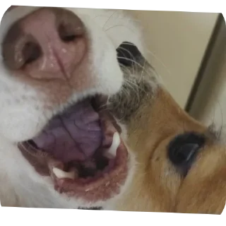 🐶