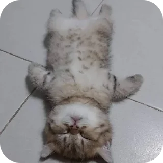 🐱