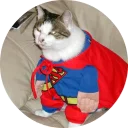 🐱