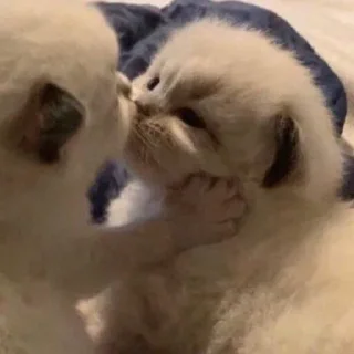 😽