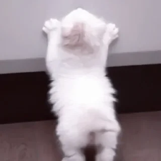 🥠
