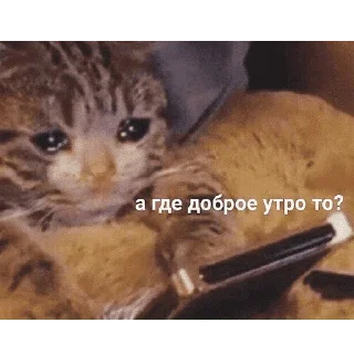 😺