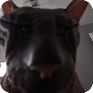 🐶