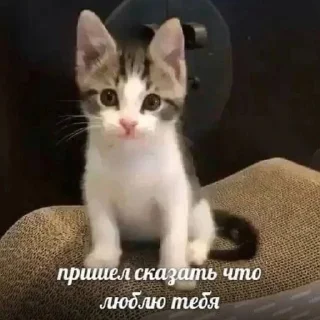 🐱