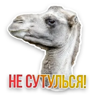 🐪