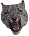 😹