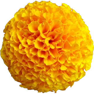 🌼