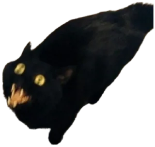 😾