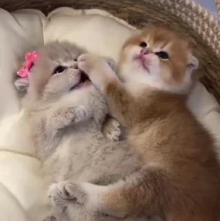 🐱