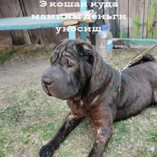 🐶