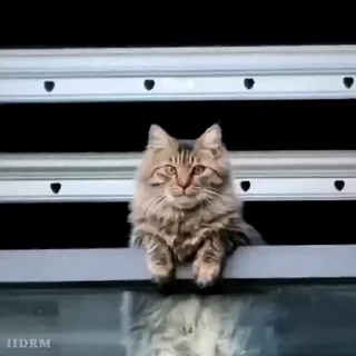 🐾