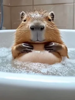 🌟