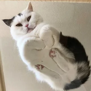 🐱