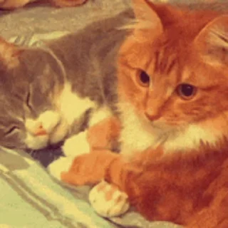😽