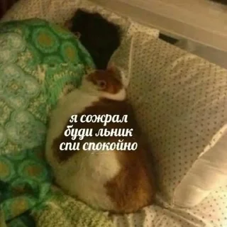 🐱