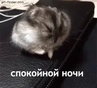 🐹