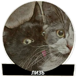 😺