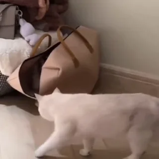 🐈