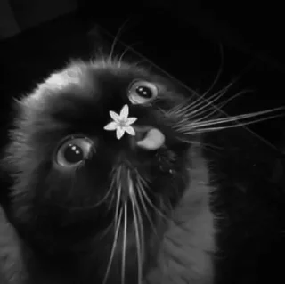 🐈‍⬛️