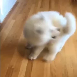 🤍