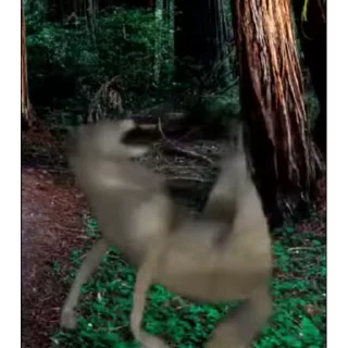 🐺
