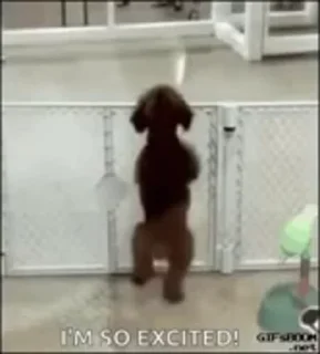 🐶