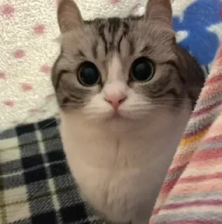 🙀